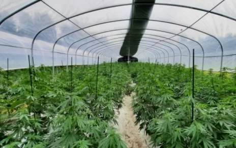 Cannabis Grow-Ops